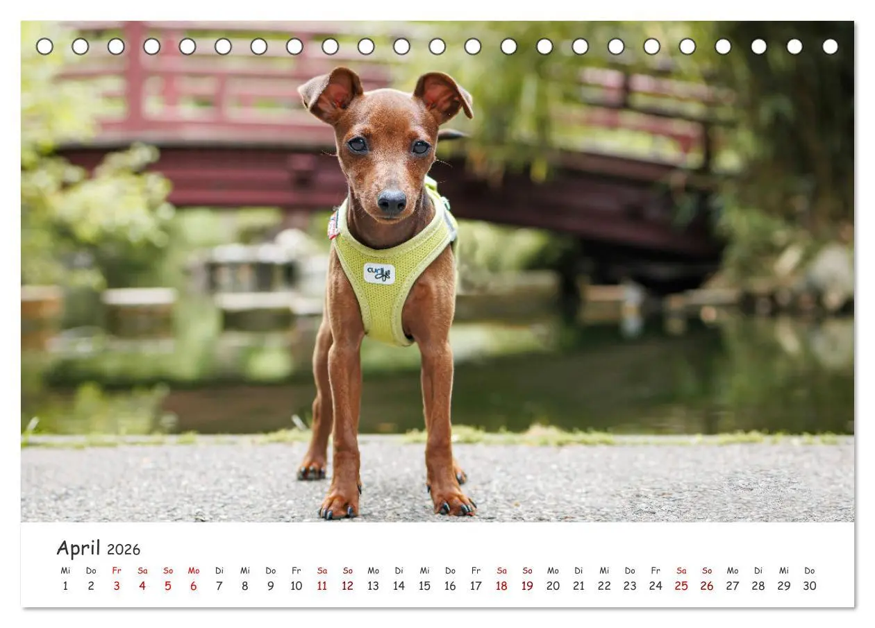 Bild: 9783457483794 | Zwergpinscher Sally's erstes Jahr (Tischkalender 2026 DIN A5 quer),...