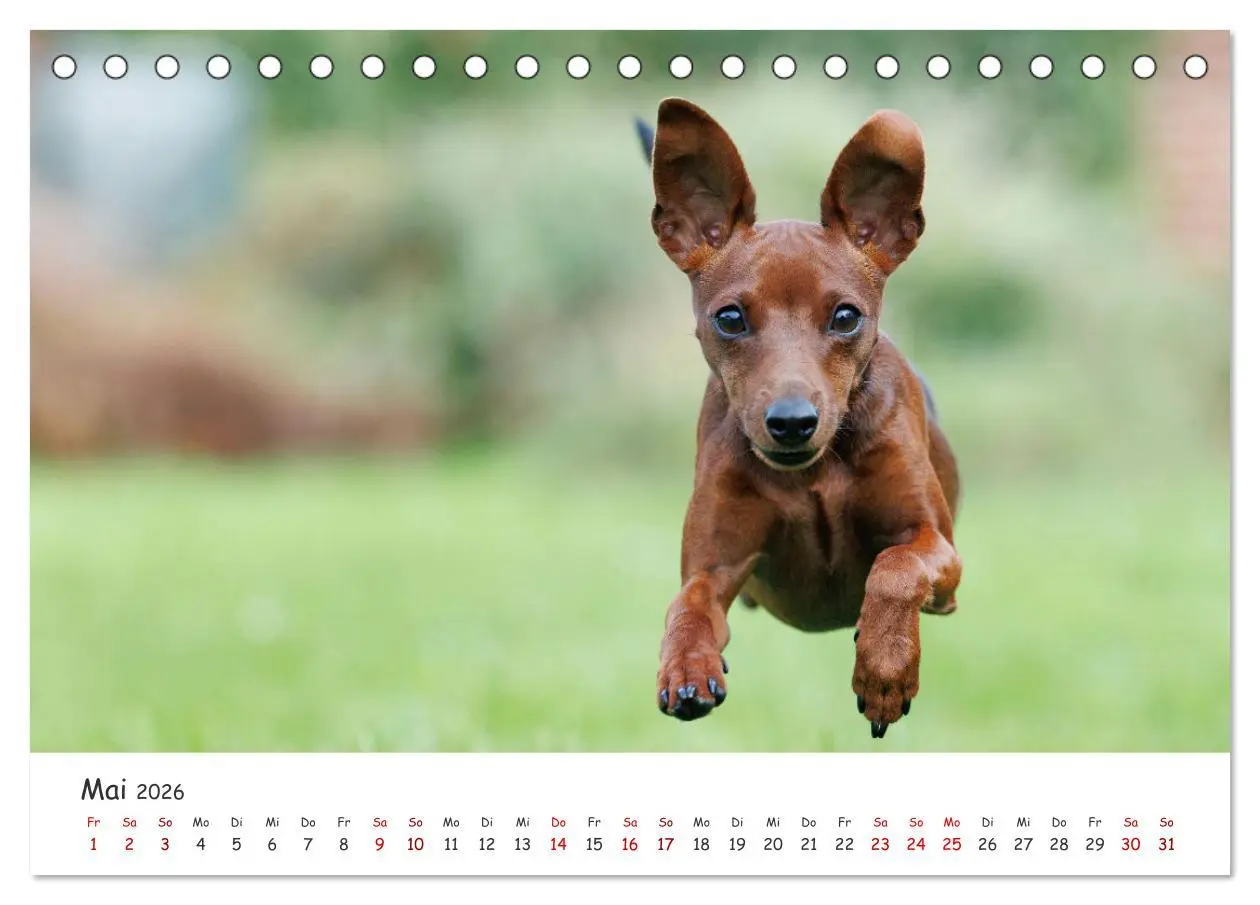 Bild: 9783457483794 | Zwergpinscher Sally's erstes Jahr (Tischkalender 2026 DIN A5 quer),...