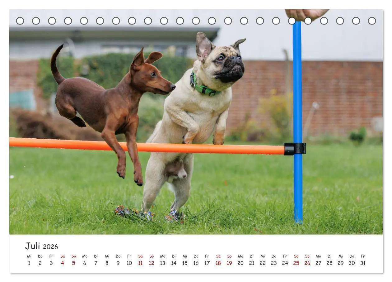 Bild: 9783457483794 | Zwergpinscher Sally's erstes Jahr (Tischkalender 2026 DIN A5 quer),...