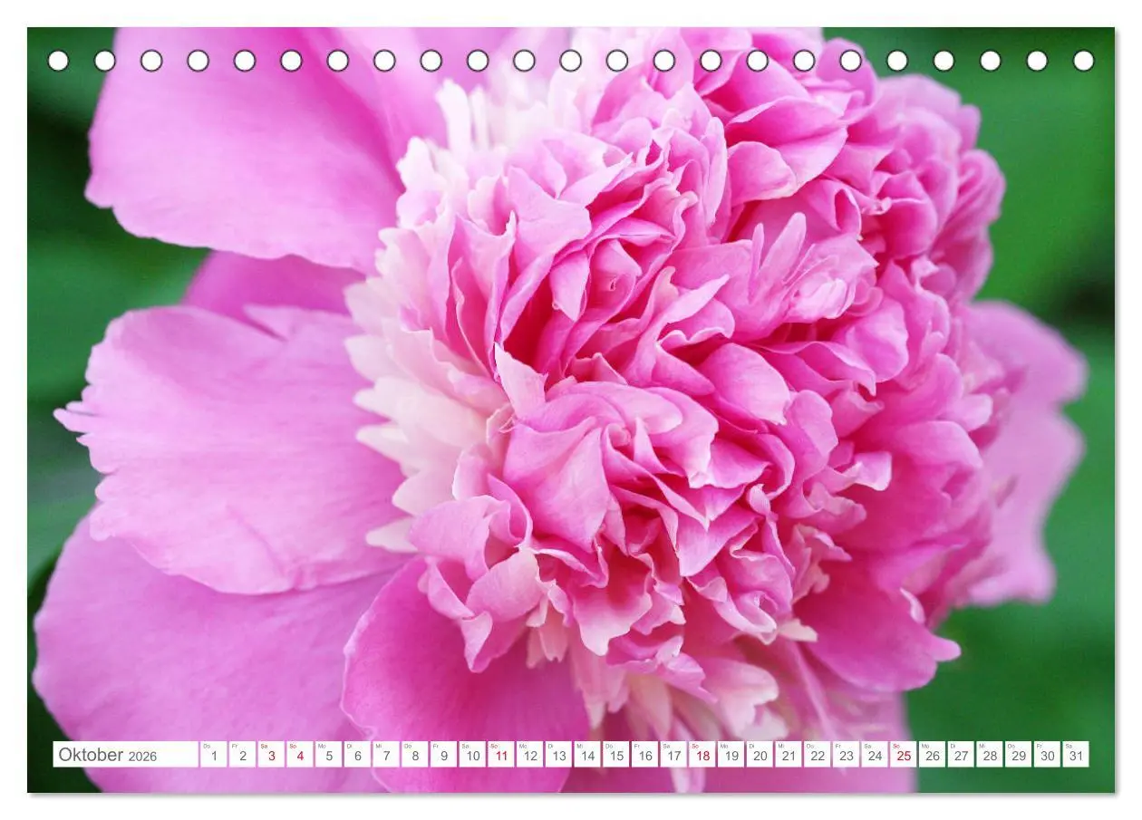 Bild: 9783457793794 | Pfingstrosenblüten (Tischkalender 2026 DIN A5 quer), CALVENDO...