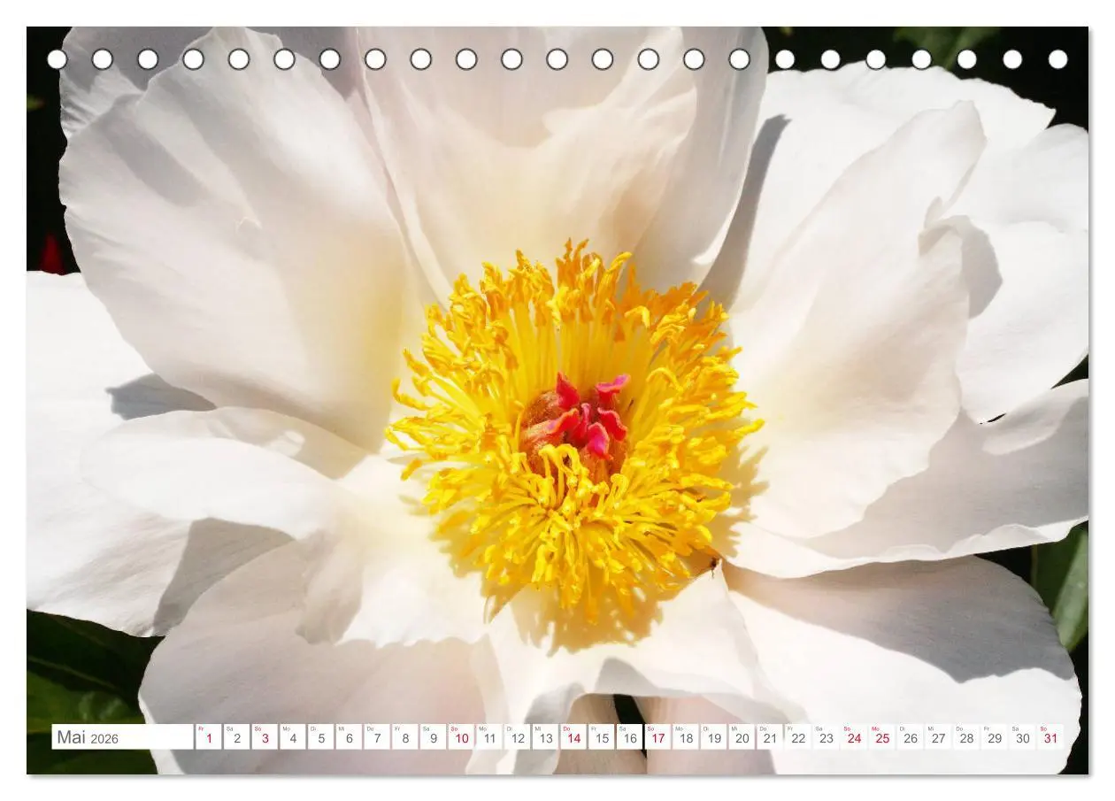 Bild: 9783457793794 | Pfingstrosenblüten (Tischkalender 2026 DIN A5 quer), CALVENDO...