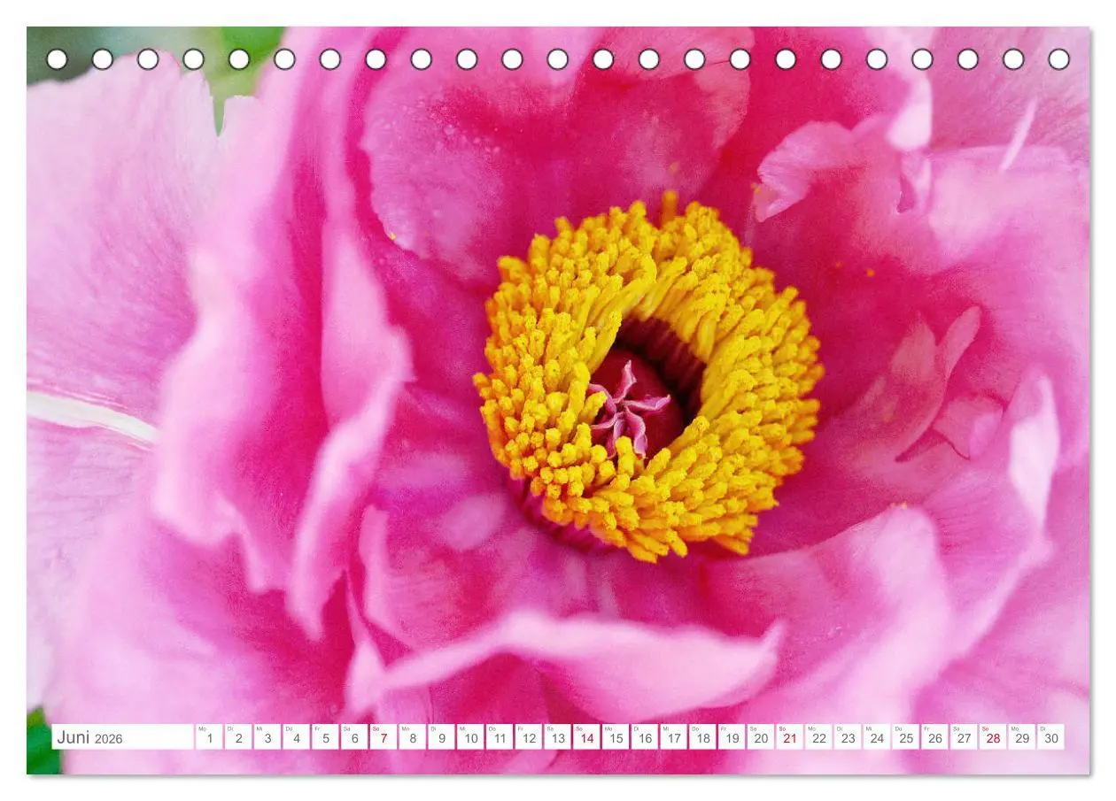 Bild: 9783457793794 | Pfingstrosenblüten (Tischkalender 2026 DIN A5 quer), CALVENDO...