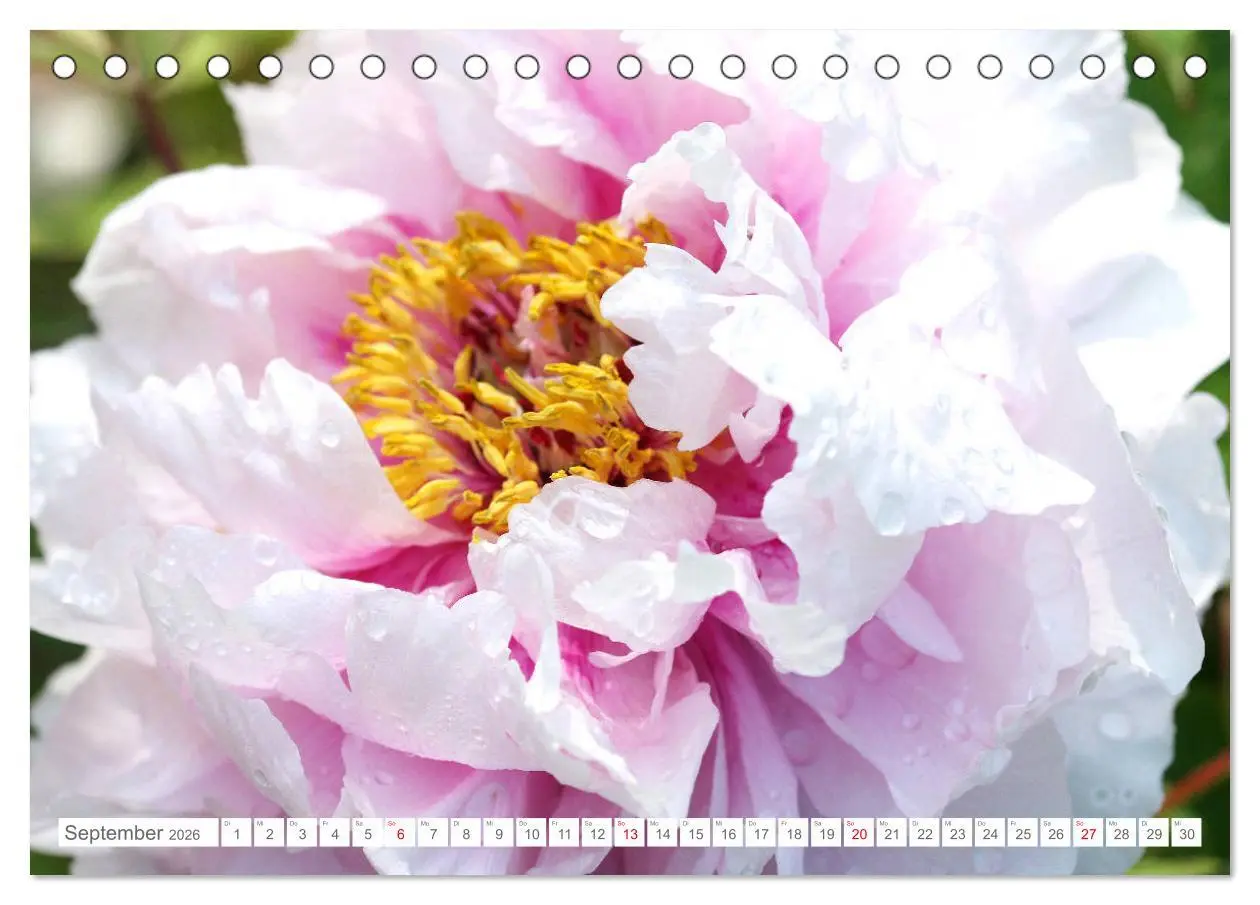 Bild: 9783457793794 | Pfingstrosenblüten (Tischkalender 2026 DIN A5 quer), CALVENDO...