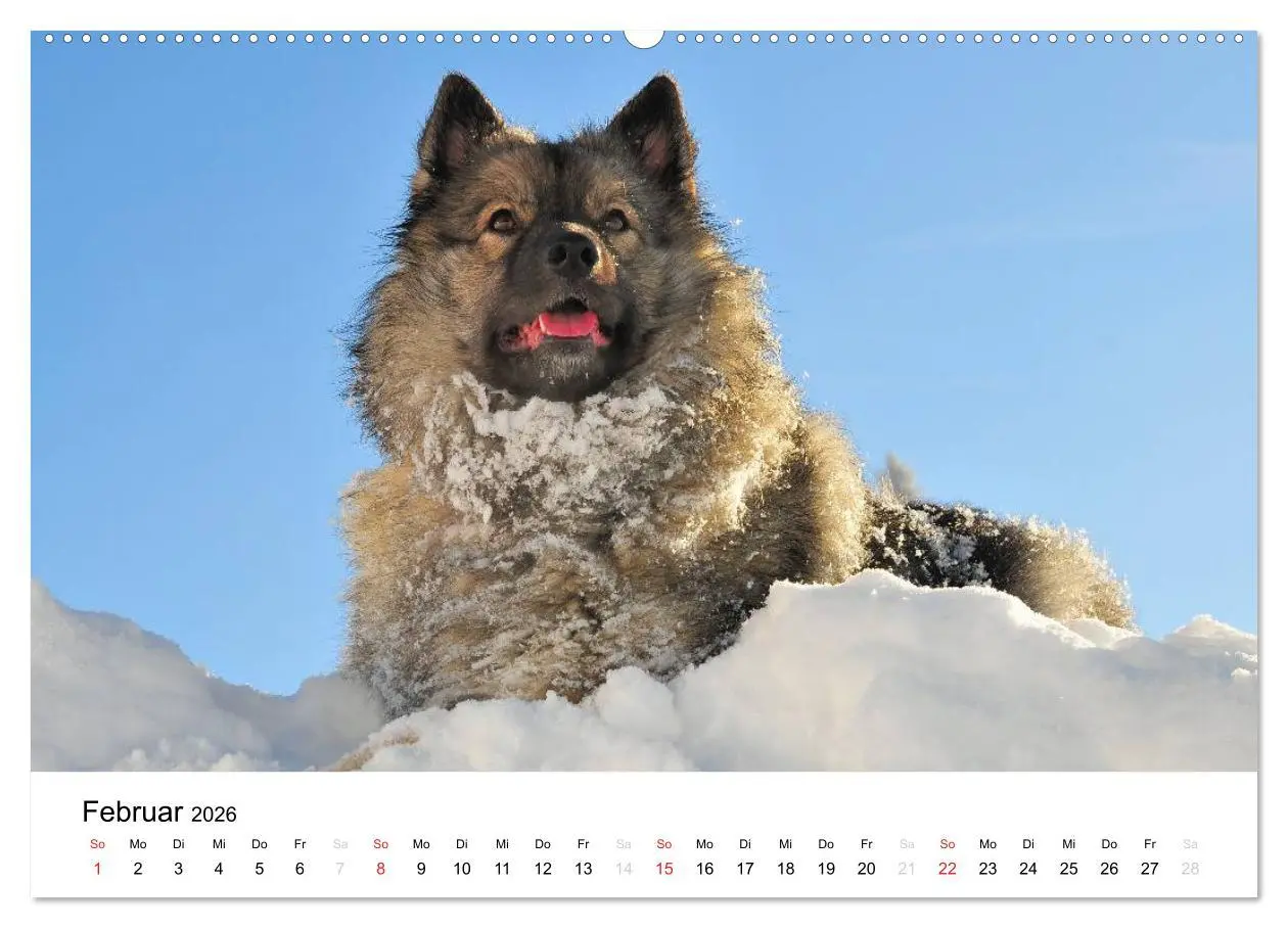 Bild: 9783516193794 | Der Wolfsspitz (hochwertiger Premium Wandkalender 2026 DIN A2...