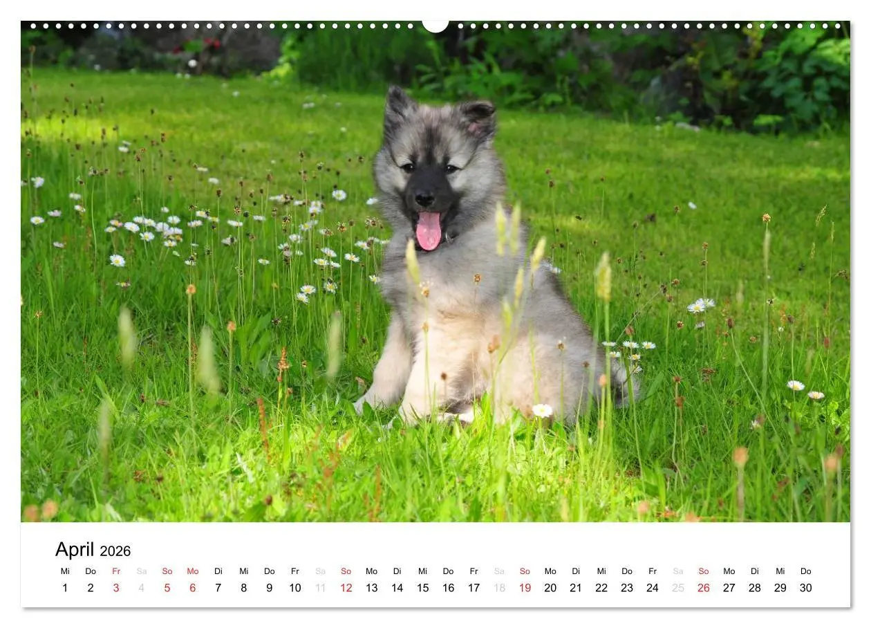 Bild: 9783516193794 | Der Wolfsspitz (hochwertiger Premium Wandkalender 2026 DIN A2...