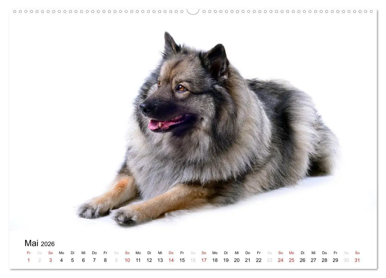 Bild: 9783516193794 | Der Wolfsspitz (hochwertiger Premium Wandkalender 2026 DIN A2...