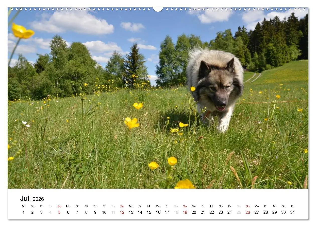 Bild: 9783516193794 | Der Wolfsspitz (hochwertiger Premium Wandkalender 2026 DIN A2...