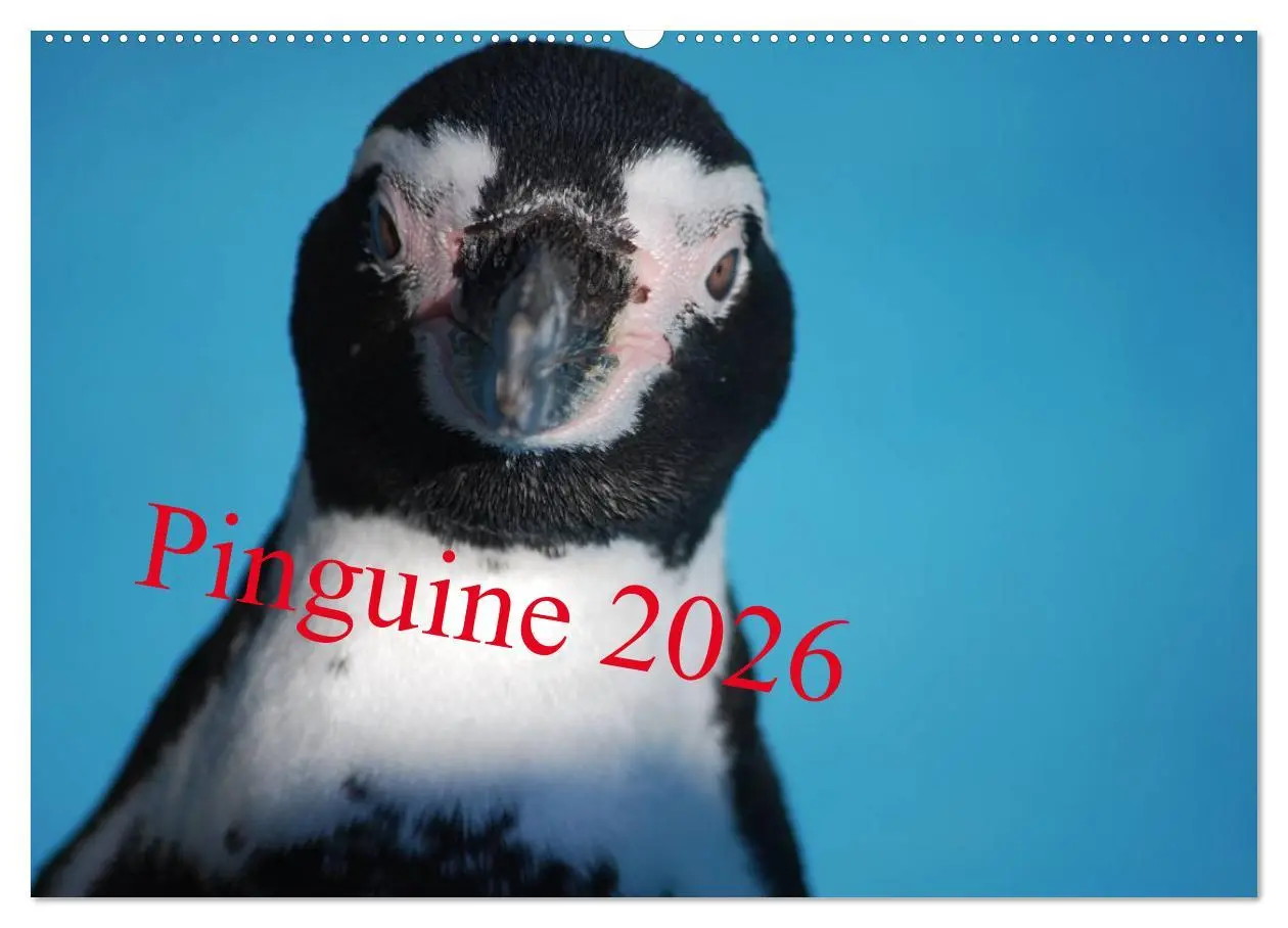 Cover: 9783516183894 | Pinguine 2026 (Wandkalender 2026 DIN A2 quer), CALVENDO Monatskalender