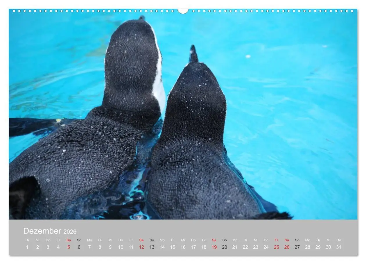 Bild: 9783516183894 | Pinguine 2026 (Wandkalender 2026 DIN A2 quer), CALVENDO Monatskalender
