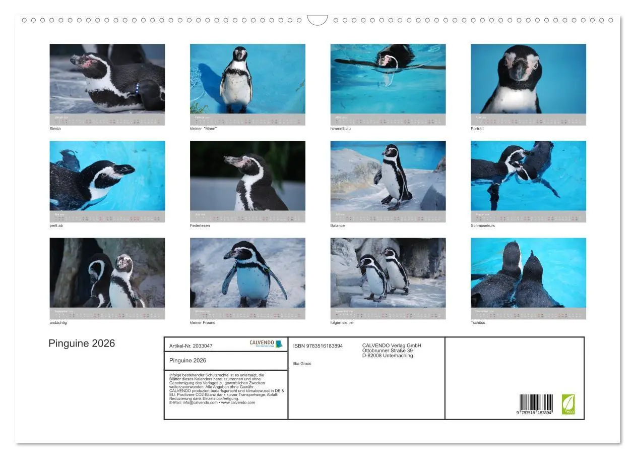 Bild: 9783516183894 | Pinguine 2026 (Wandkalender 2026 DIN A2 quer), CALVENDO Monatskalender