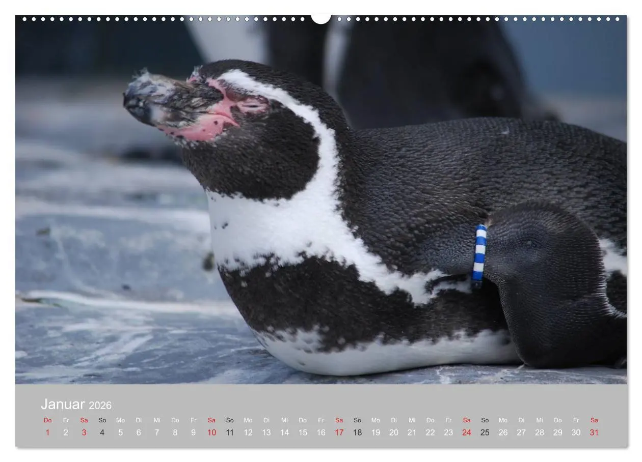 Bild: 9783516183894 | Pinguine 2026 (Wandkalender 2026 DIN A2 quer), CALVENDO Monatskalender