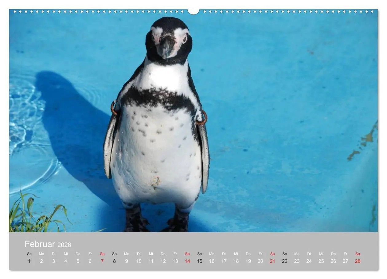 Bild: 9783516183894 | Pinguine 2026 (Wandkalender 2026 DIN A2 quer), CALVENDO Monatskalender