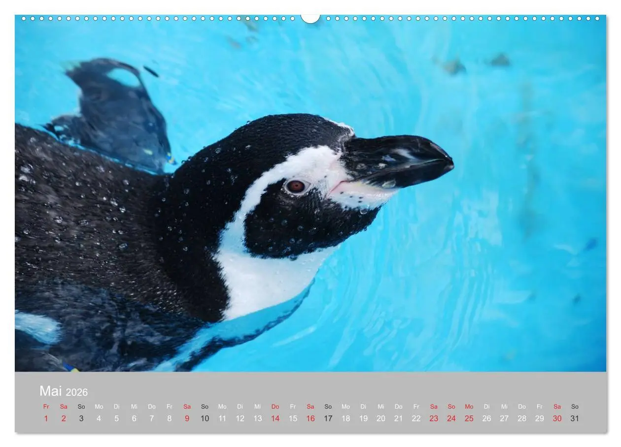 Bild: 9783516183894 | Pinguine 2026 (Wandkalender 2026 DIN A2 quer), CALVENDO Monatskalender