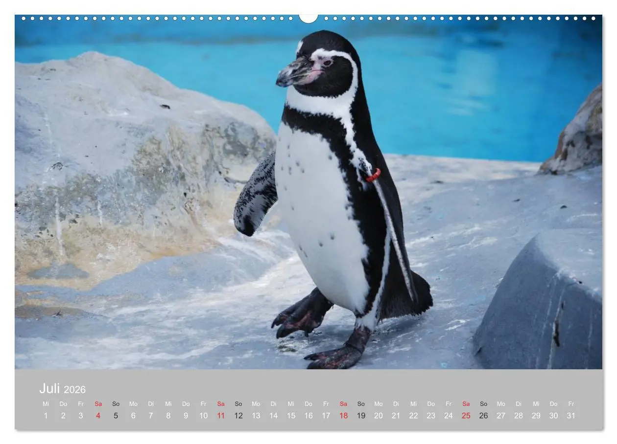 Bild: 9783516183894 | Pinguine 2026 (Wandkalender 2026 DIN A2 quer), CALVENDO Monatskalender