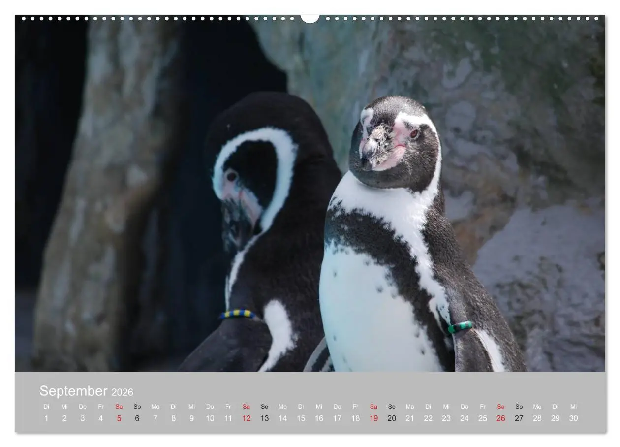 Bild: 9783516183894 | Pinguine 2026 (Wandkalender 2026 DIN A2 quer), CALVENDO Monatskalender