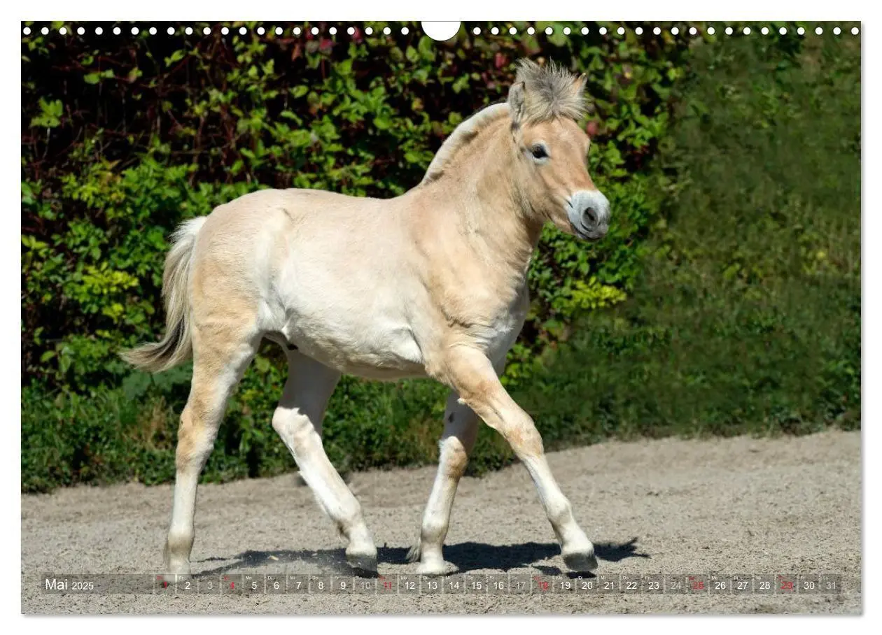 Bild: 9783435753994 | Fjordpferde - Norweger (Wandkalender 2025 DIN A3 quer), CALVENDO...