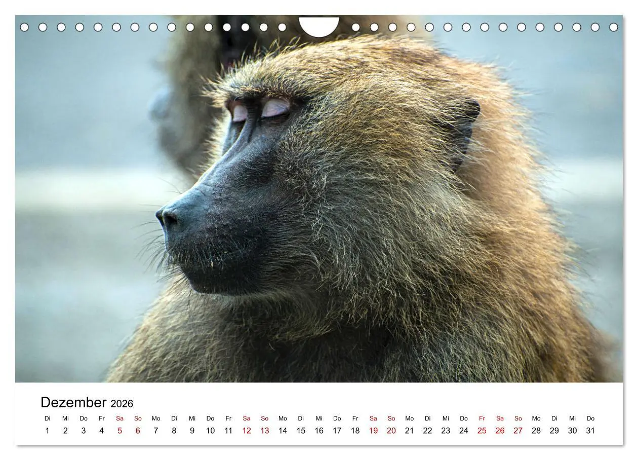 Bild: 9783457533994 | Lustige Affen - hinreißende Schnappschüsse (Wandkalender 2026 DIN...