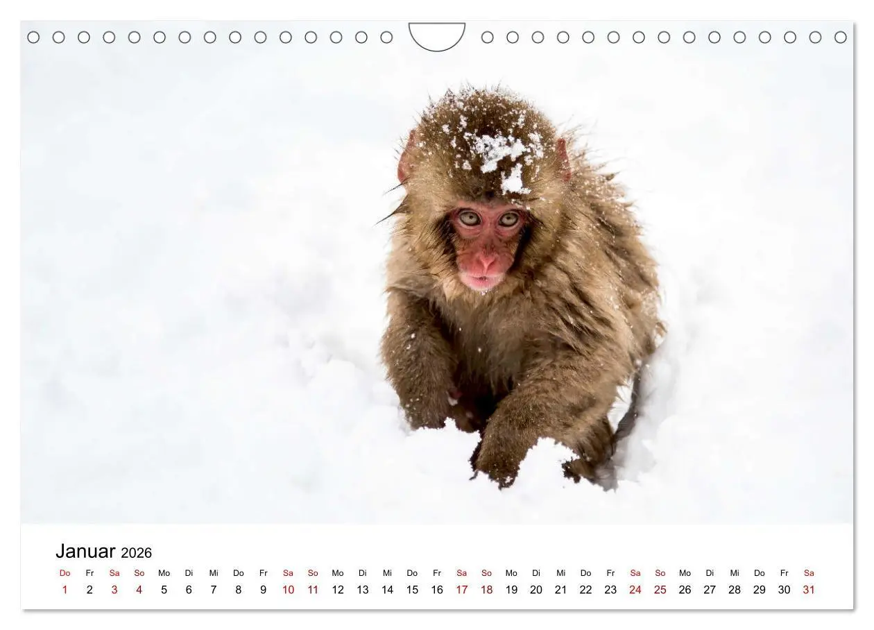 Bild: 9783457533994 | Lustige Affen - hinreißende Schnappschüsse (Wandkalender 2026 DIN...
