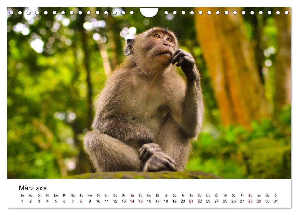 Bild: 9783457533994 | Lustige Affen - hinreißende Schnappschüsse (Wandkalender 2026 DIN...