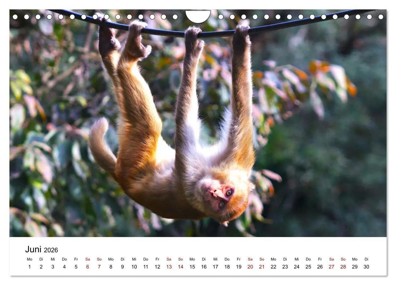 Bild: 9783457533994 | Lustige Affen - hinreißende Schnappschüsse (Wandkalender 2026 DIN...