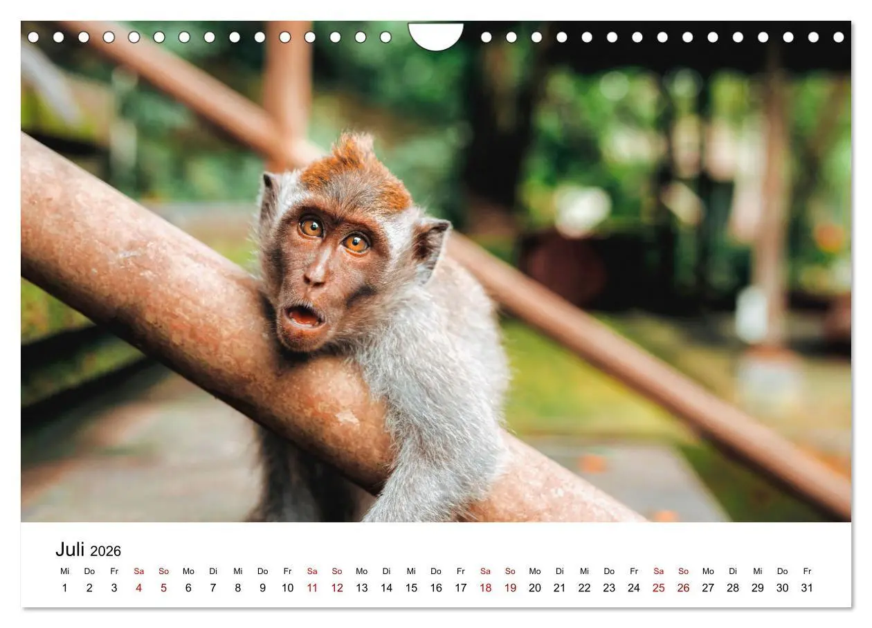 Bild: 9783457533994 | Lustige Affen - hinreißende Schnappschüsse (Wandkalender 2026 DIN...