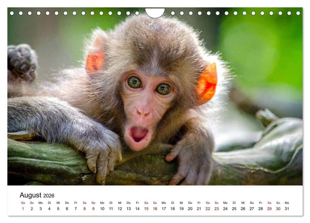 Bild: 9783457533994 | Lustige Affen - hinreißende Schnappschüsse (Wandkalender 2026 DIN...