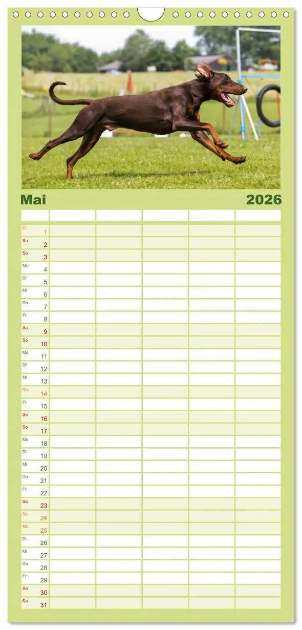Bild: 9783516514094 | Familienplaner 2026 - Dobermann mit 5 Spalten (Wandkalender, 21 x...