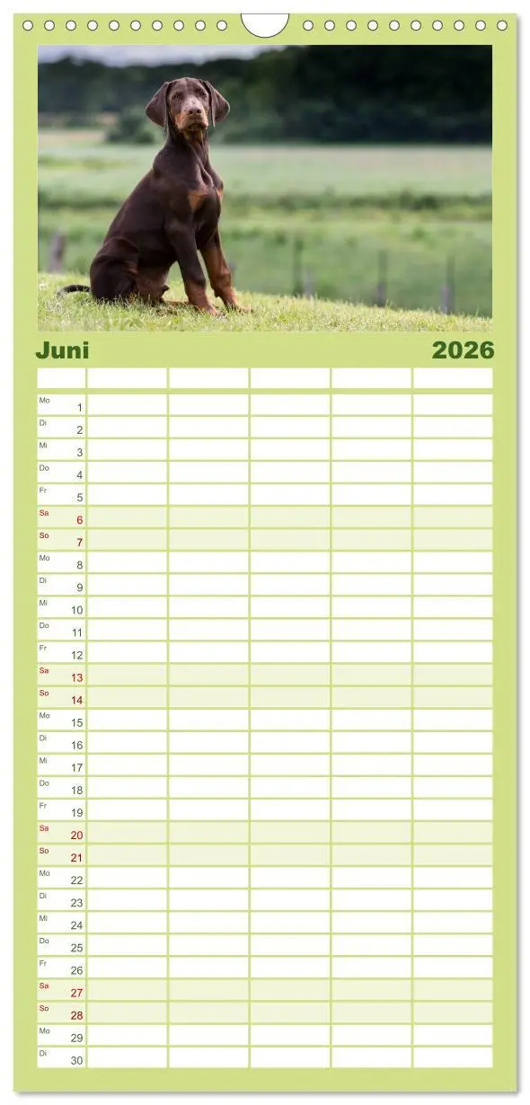 Bild: 9783516514094 | Familienplaner 2026 - Dobermann mit 5 Spalten (Wandkalender, 21 x...