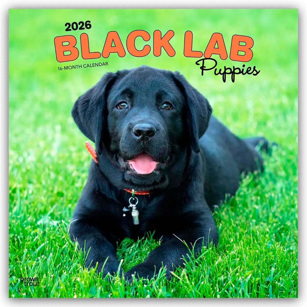 Cover: 9798330704194 | Black Labrador Retriever Puppies - Schwarze Labrador Retriever...