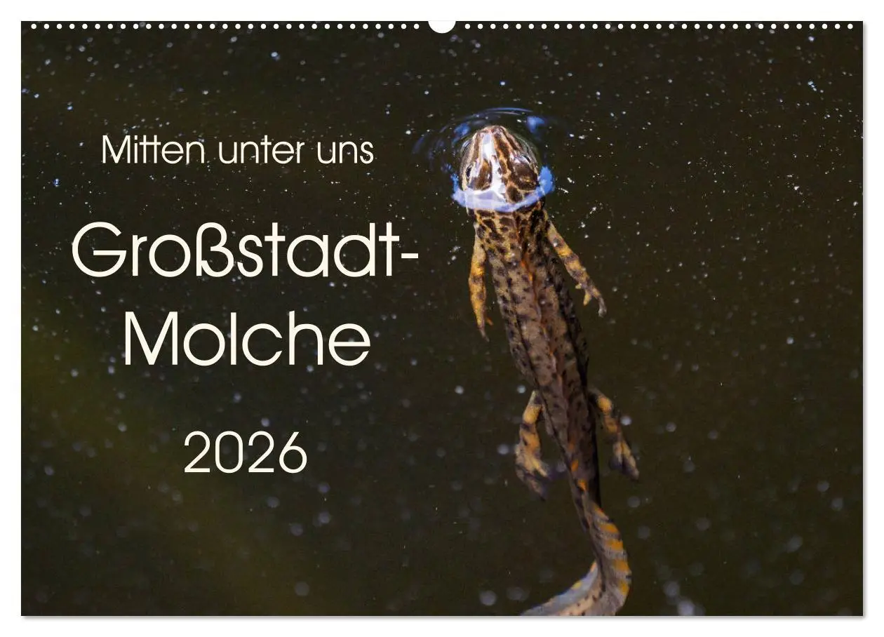 Cover: 9783457874394 | Mitten unter uns - Großstadt-Molche (Wandkalender 2026 DIN A2...