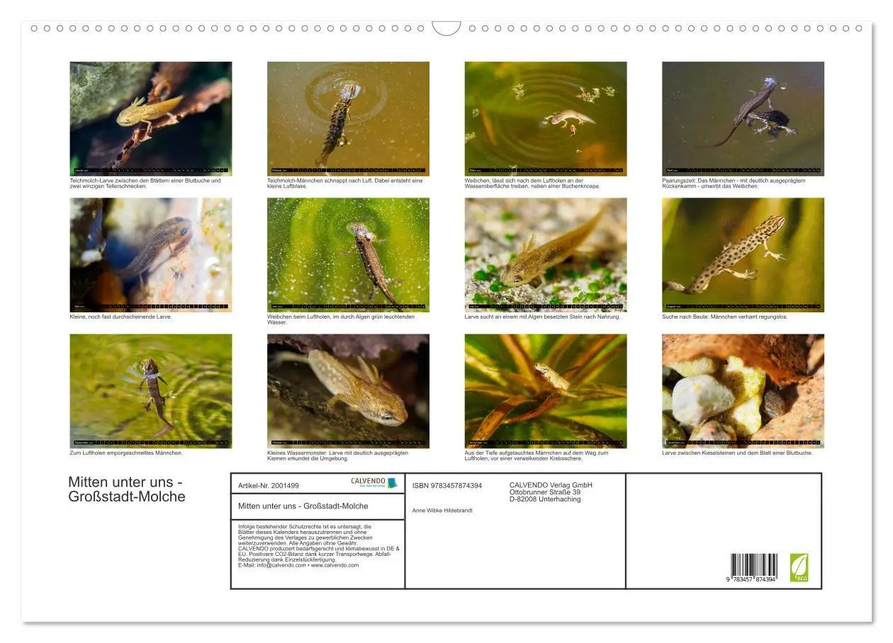 Bild: 9783457874394 | Mitten unter uns - Großstadt-Molche (Wandkalender 2026 DIN A2...