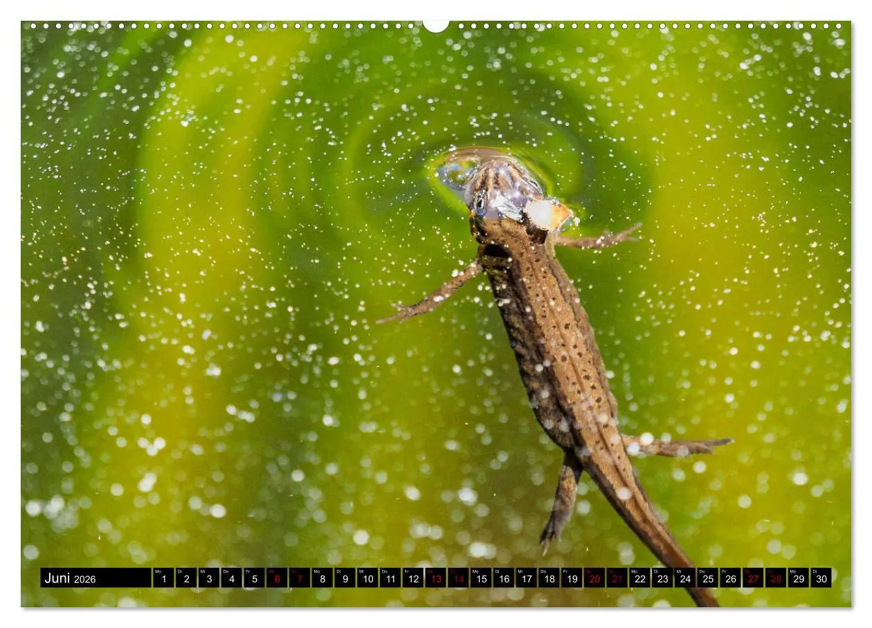 Bild: 9783457874394 | Mitten unter uns - Großstadt-Molche (Wandkalender 2026 DIN A2...