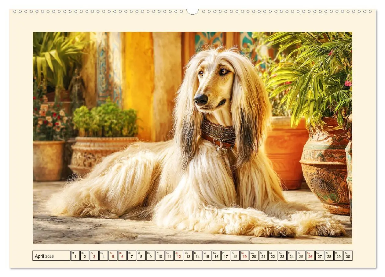 Bild: 9783516584394 | Afghanischer Windhund. Eleganter Sichtjäger und sensibler...