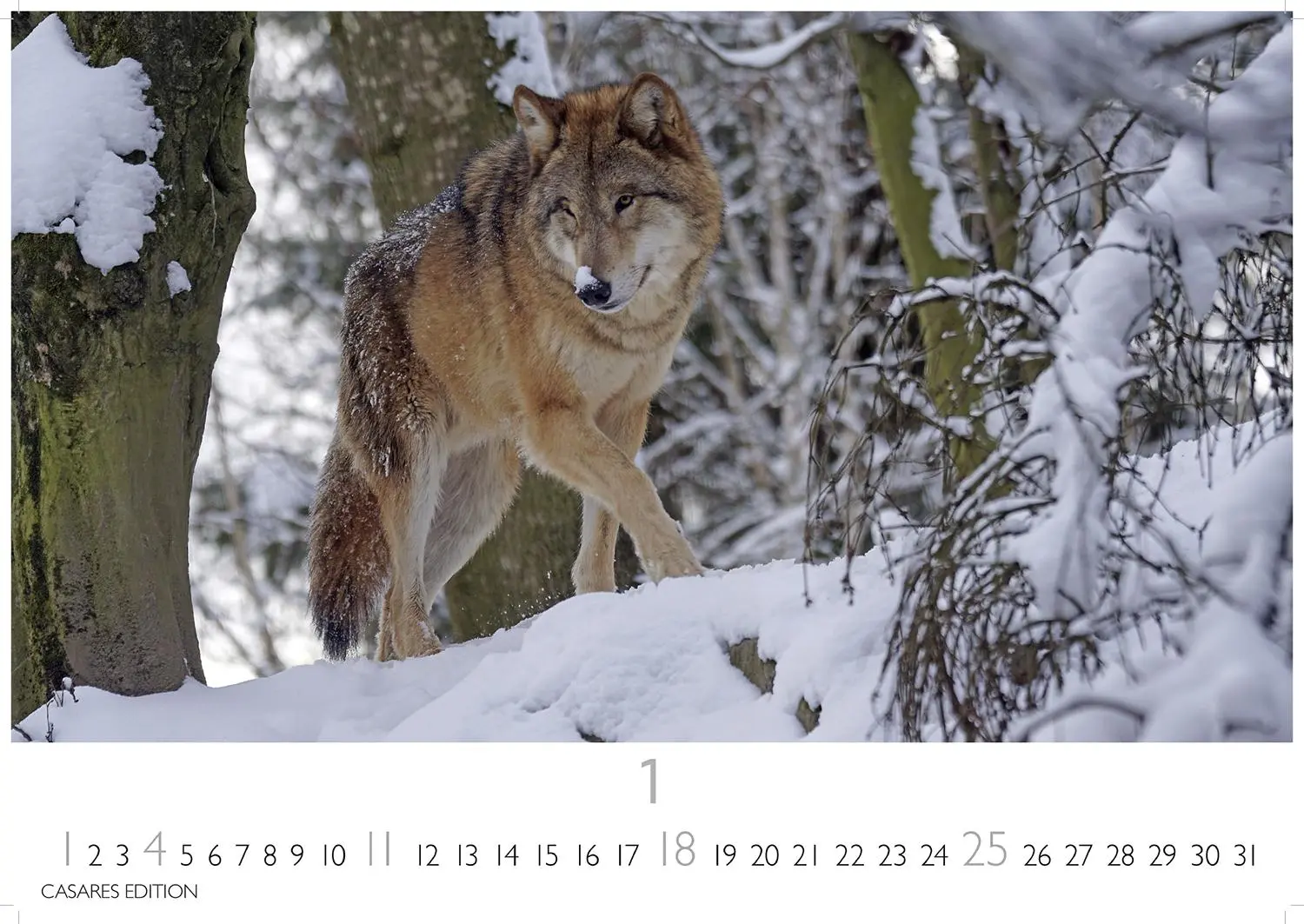 Bild: 9781835244494 | Wölfe 2026 S 24x35cm | Kalender | 14 S. | Deutsch | 2026