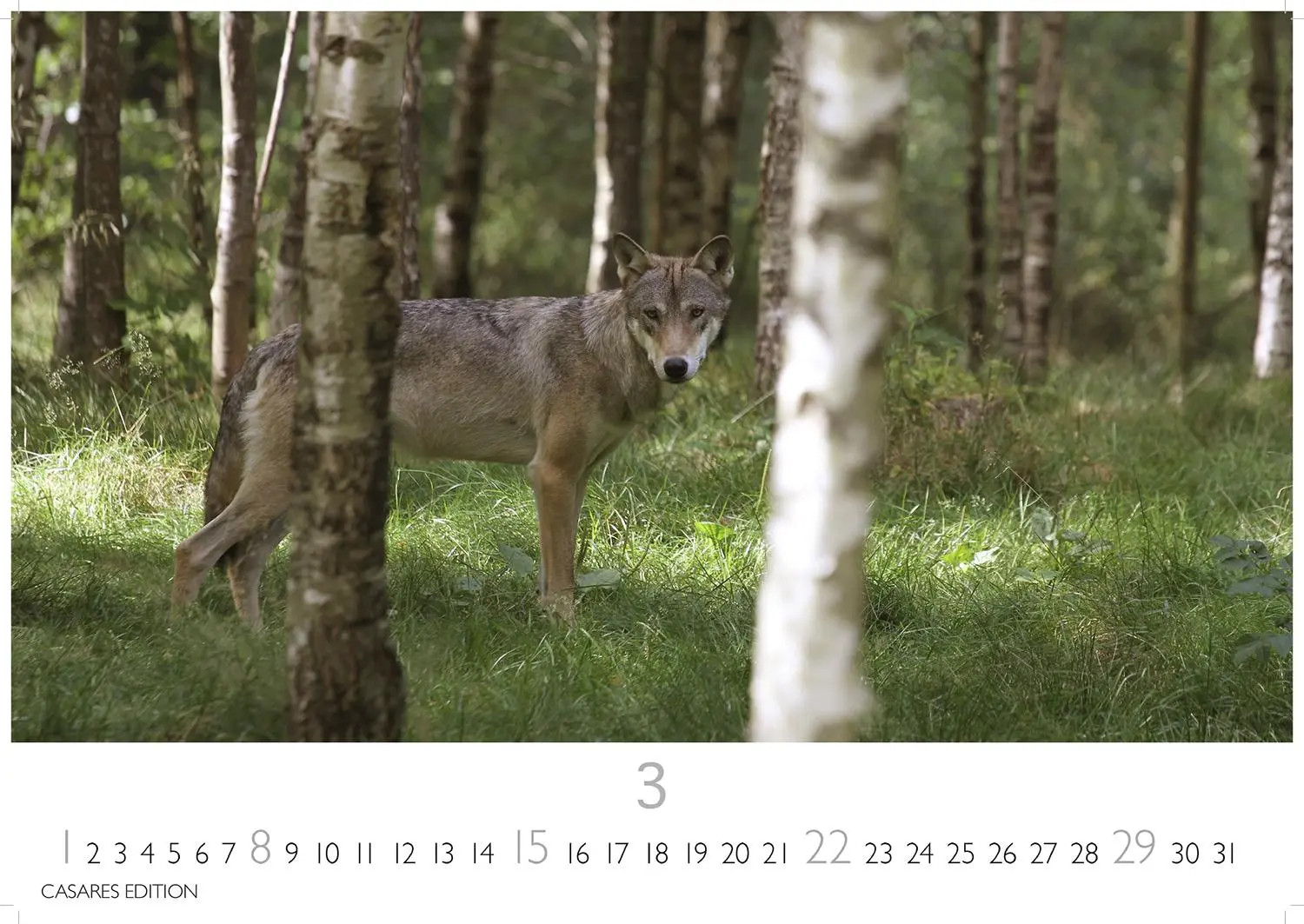 Bild: 9781835244494 | Wölfe 2026 S 24x35cm | Kalender | 14 S. | Deutsch | 2026