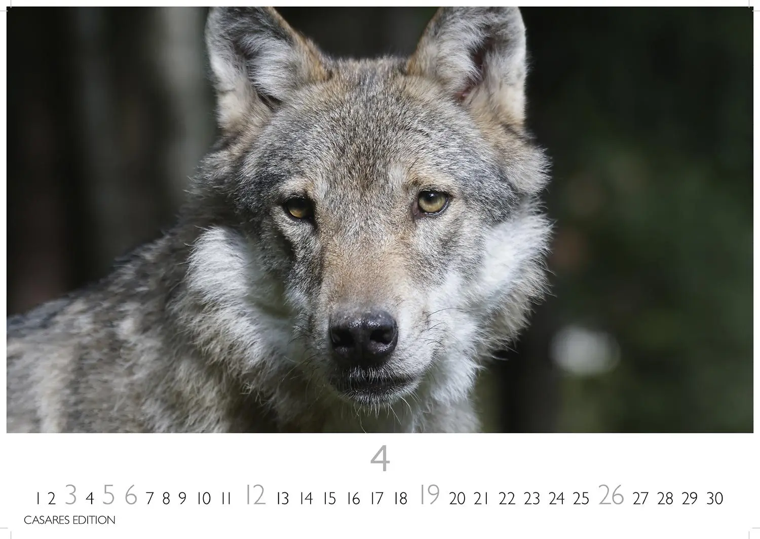Bild: 9781835244494 | Wölfe 2026 S 24x35cm | Kalender | 14 S. | Deutsch | 2026