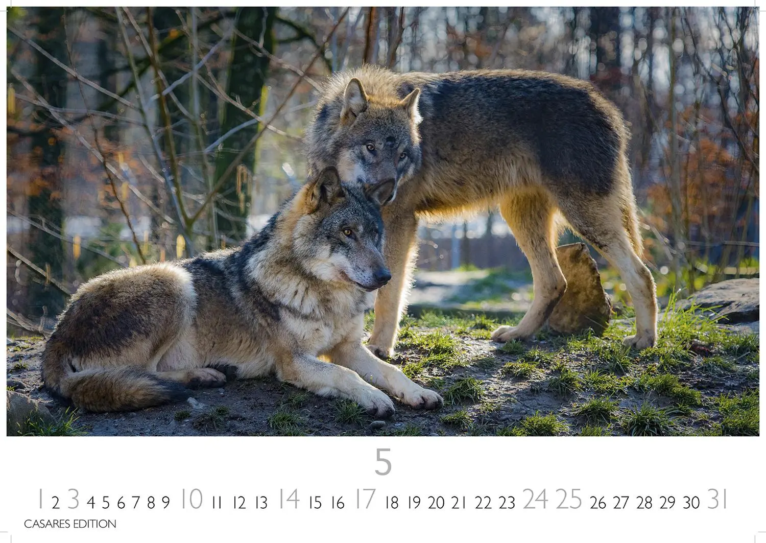 Bild: 9781835244494 | Wölfe 2026 S 24x35cm | Kalender | 14 S. | Deutsch | 2026