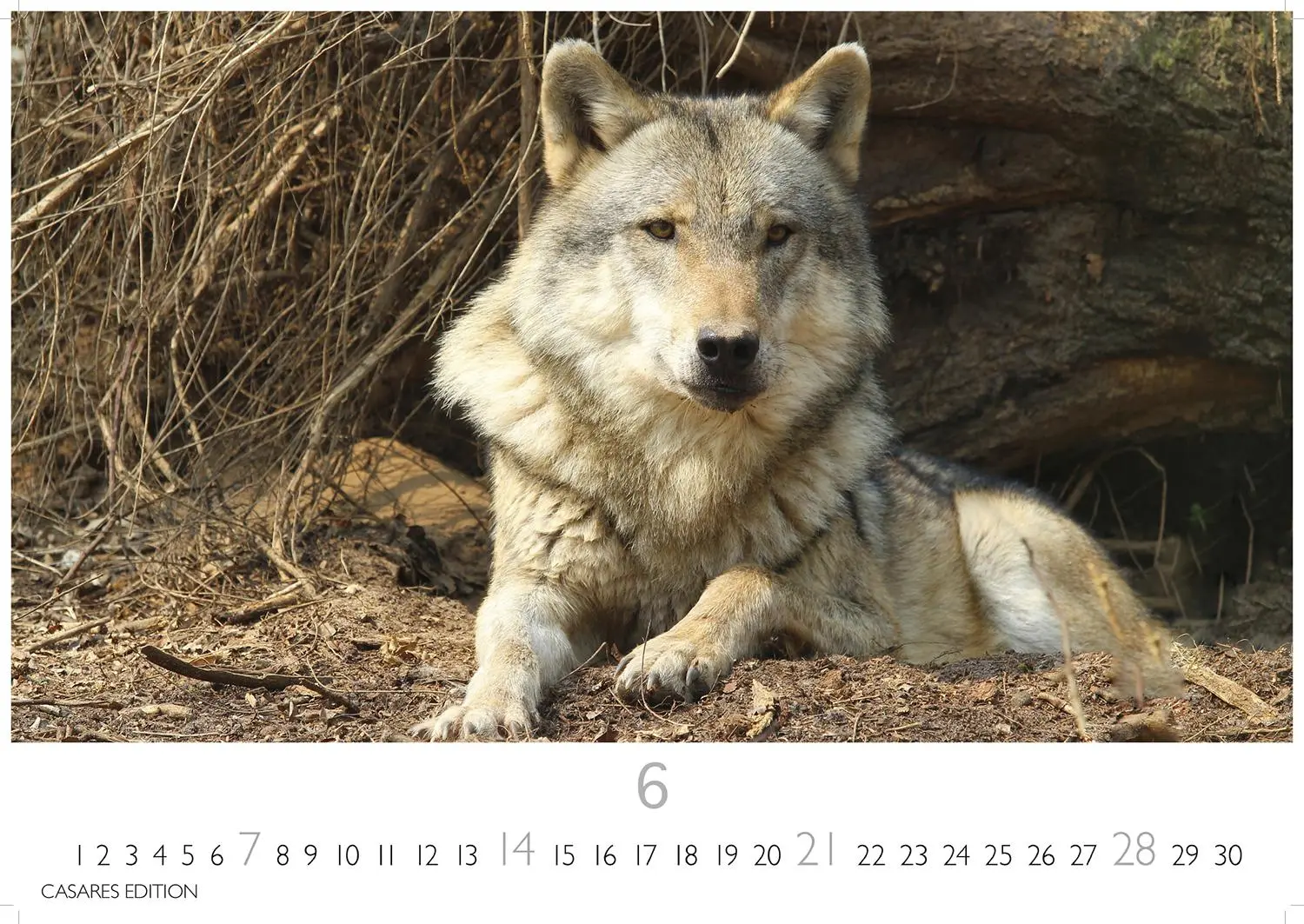 Bild: 9781835244494 | Wölfe 2026 S 24x35cm | Kalender | 14 S. | Deutsch | 2026