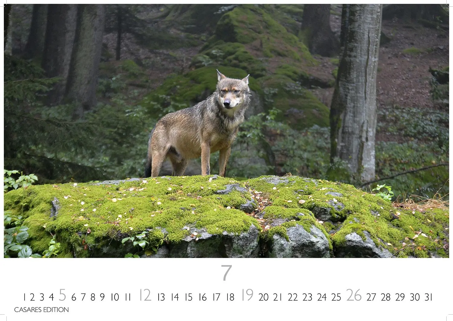 Bild: 9781835244494 | Wölfe 2026 S 24x35cm | Kalender | 14 S. | Deutsch | 2026