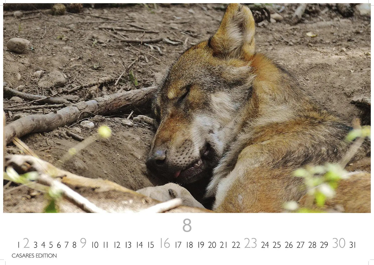 Bild: 9781835244494 | Wölfe 2026 S 24x35cm | Kalender | 14 S. | Deutsch | 2026