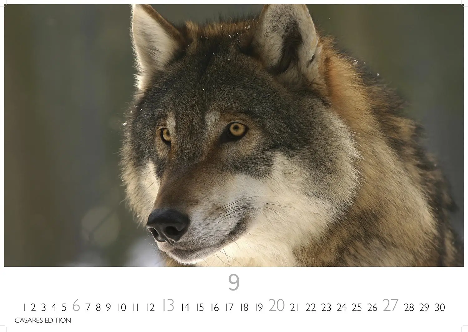 Bild: 9781835244494 | Wölfe 2026 S 24x35cm | Kalender | 14 S. | Deutsch | 2026