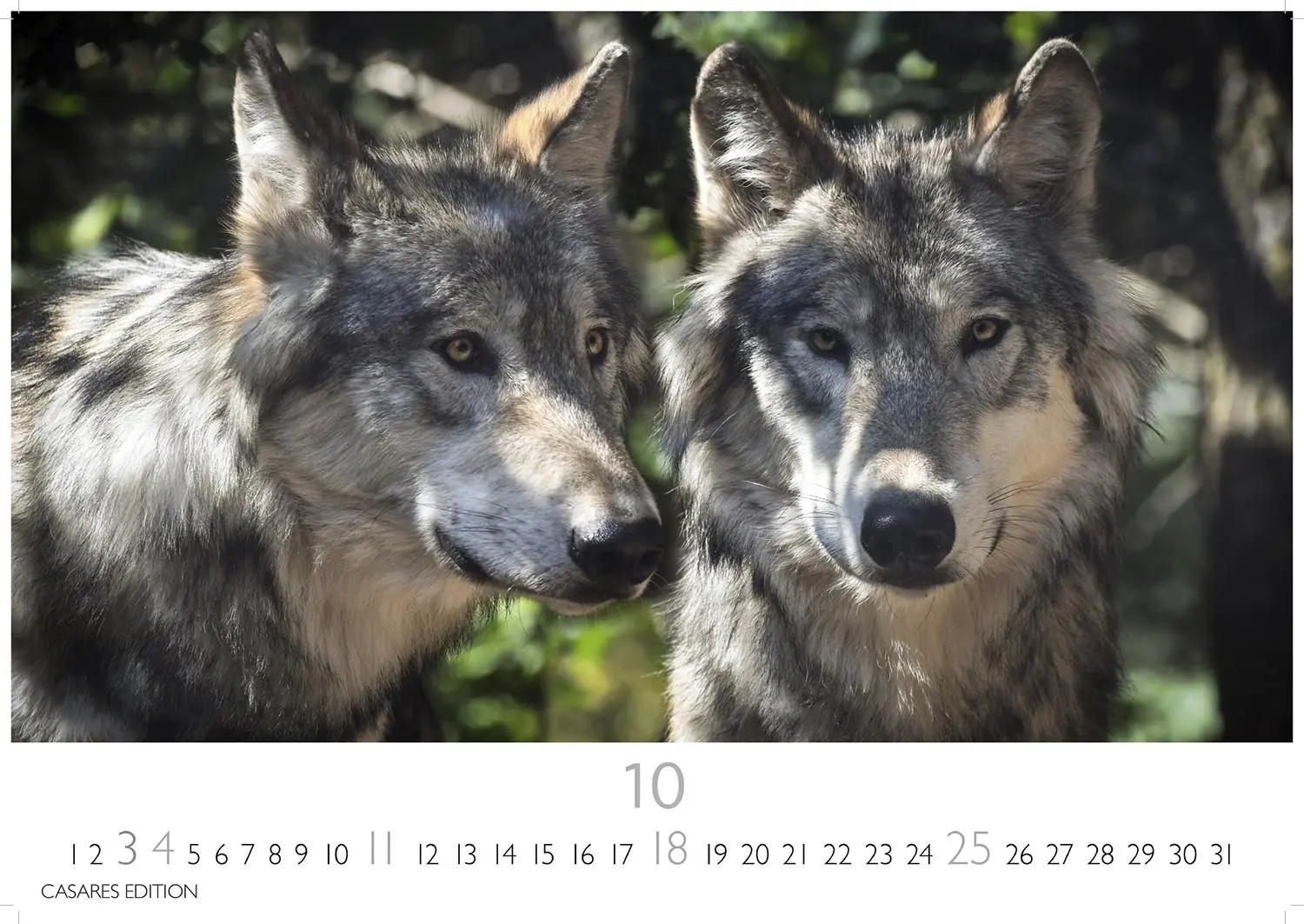 Bild: 9781835244494 | Wölfe 2026 S 24x35cm | Kalender | 14 S. | Deutsch | 2026