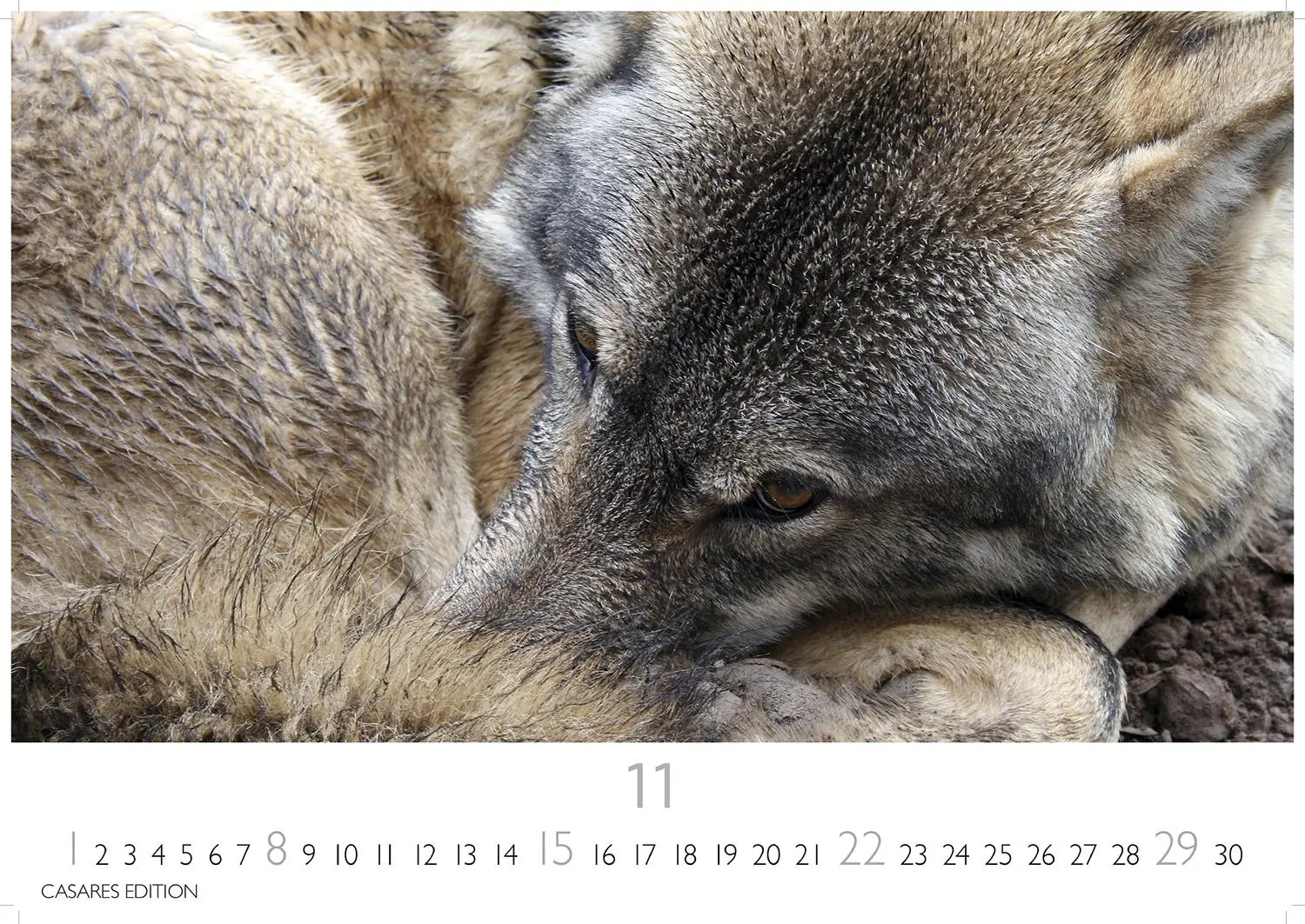 Bild: 9781835244494 | Wölfe 2026 S 24x35cm | Kalender | 14 S. | Deutsch | 2026