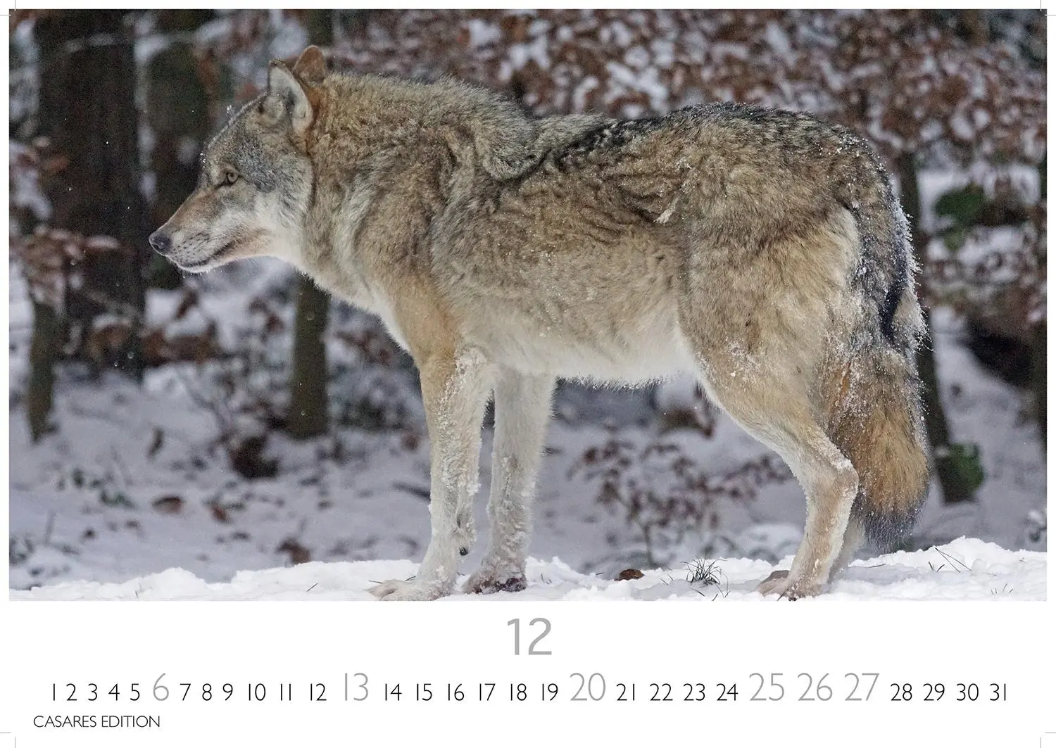 Bild: 9781835244494 | Wölfe 2026 S 24x35cm | Kalender | 14 S. | Deutsch | 2026