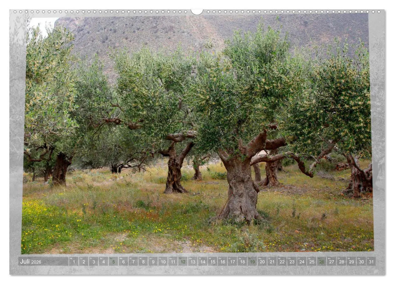 Bild: 9783457934494 | ALTE OLIVENBÄUME Zeugen der Antike (Wandkalender 2026 DIN A2 quer),...