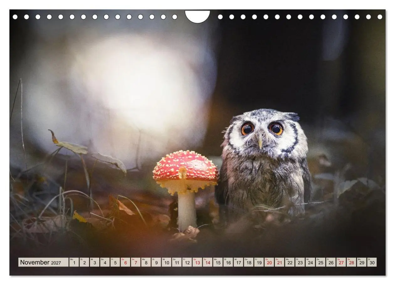 Bild: 9783516954494 | Eulen - schön und geheimnisvoll (Wandkalender 2027 DIN A4 quer),...