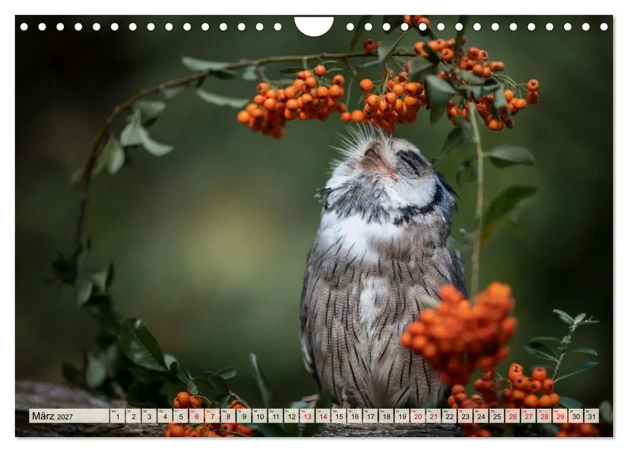 Bild: 9783516954494 | Eulen - schön und geheimnisvoll (Wandkalender 2027 DIN A4 quer),...