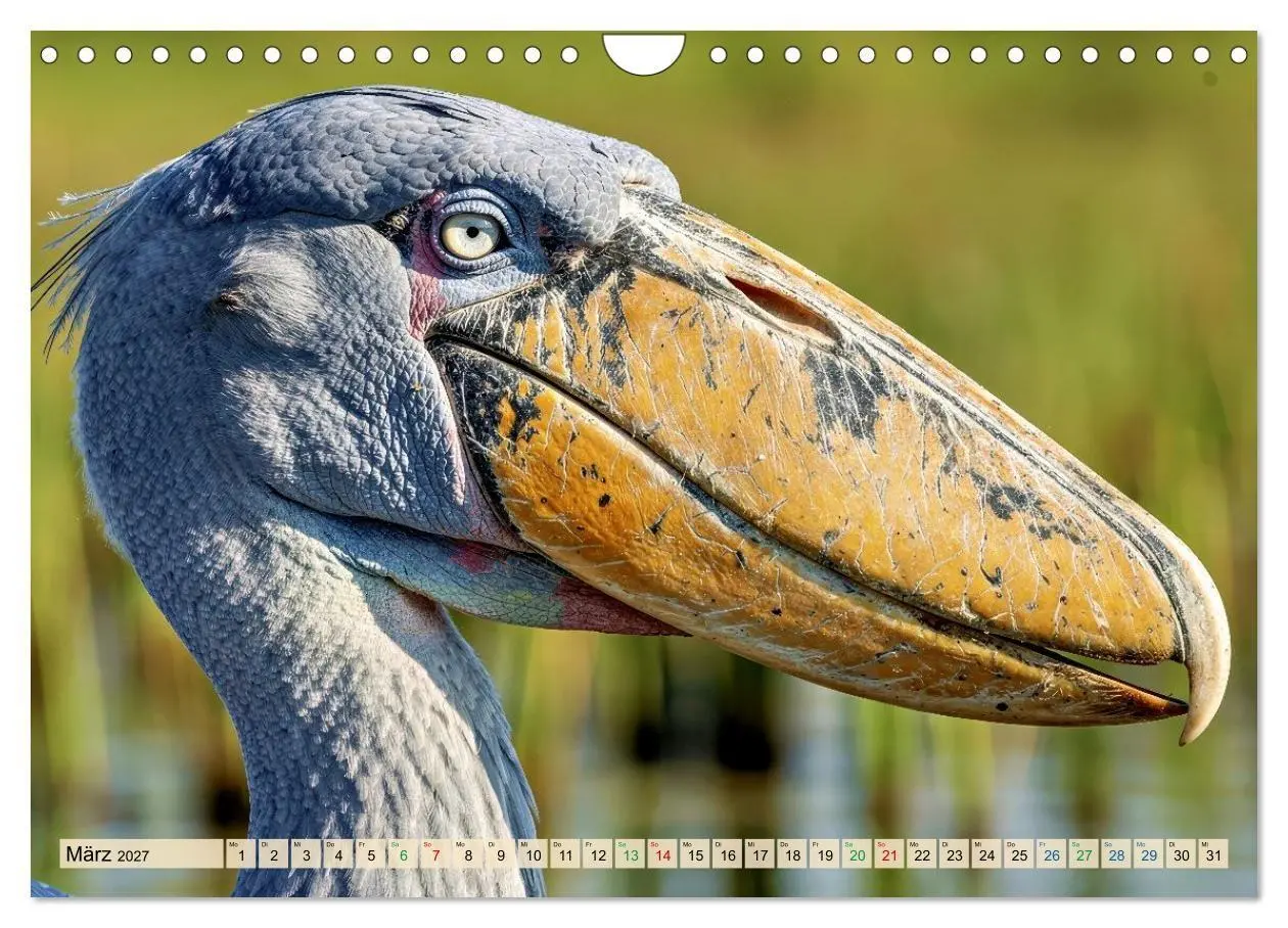 Bild: 9783516784794 | Schuhschnabel Vogel (Wandkalender 2027 DIN A4 quer), CALVENDO...