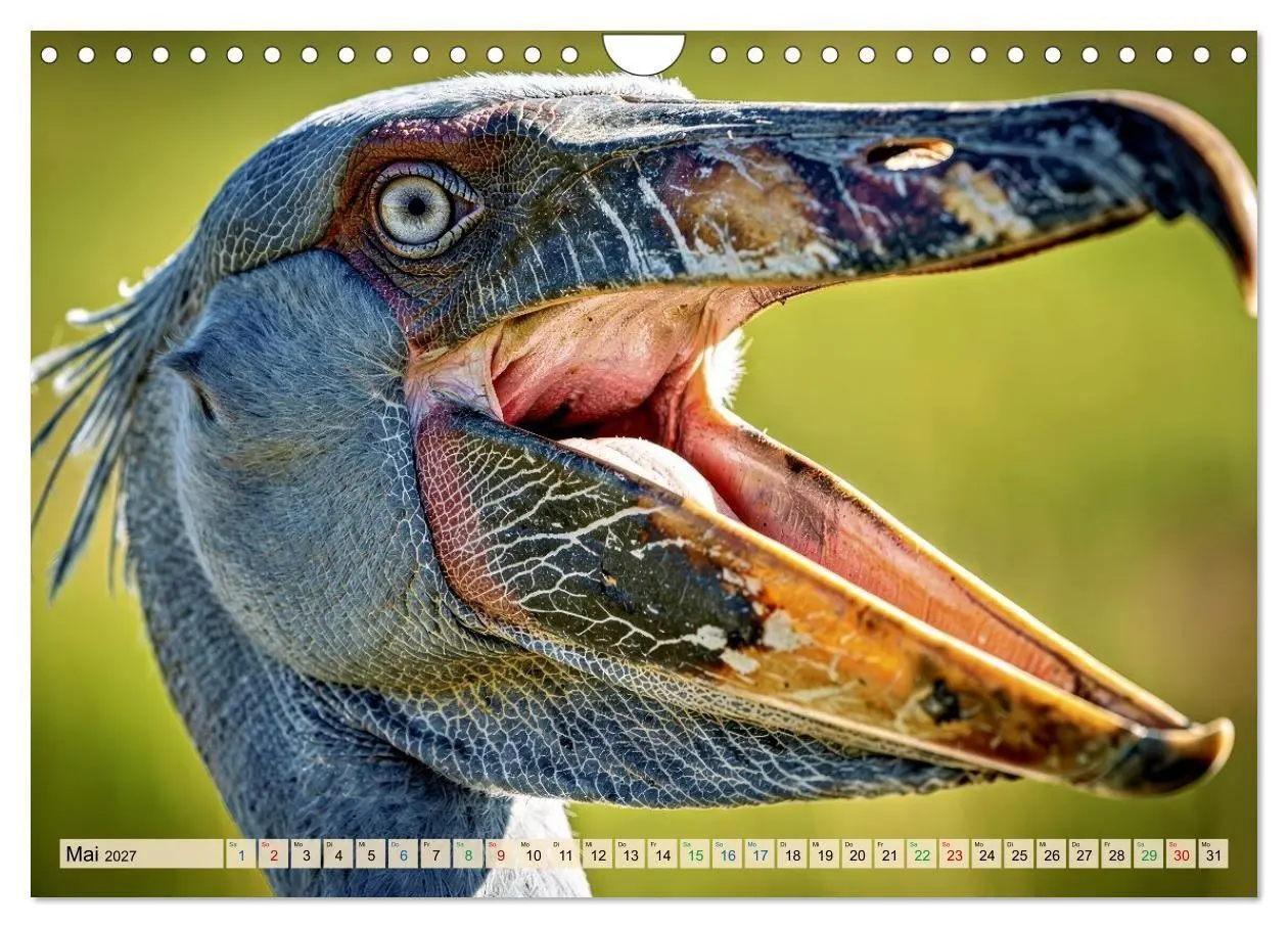 Bild: 9783516784794 | Schuhschnabel Vogel (Wandkalender 2027 DIN A4 quer), CALVENDO...
