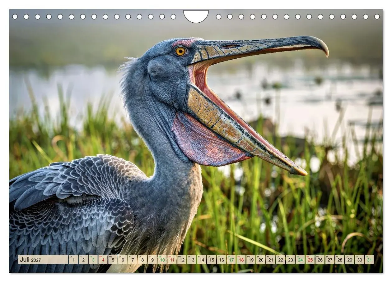 Bild: 9783516784794 | Schuhschnabel Vogel (Wandkalender 2027 DIN A4 quer), CALVENDO...